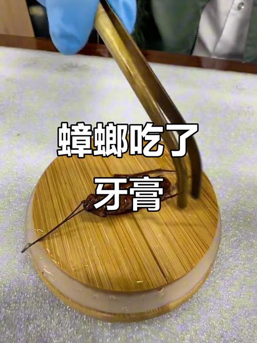 2025新奥资料正版大全和酒店早餐吃出蒸蟑螂与酒店早餐吃出蒸蟑螂怎么赔偿